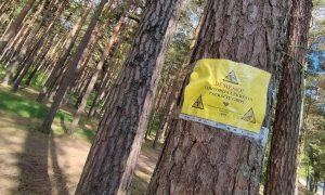 visagine-nustatytas-pauksciu-gripo-atvejis